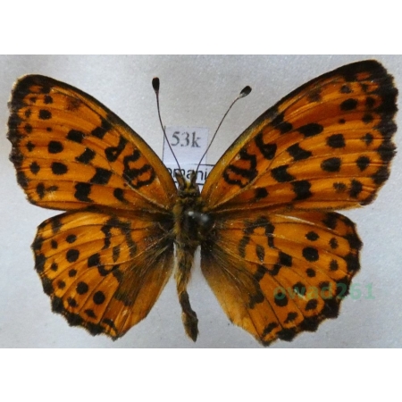 Brenthis ino Rottemburg, 1775 male Dostojka ino Czech53k